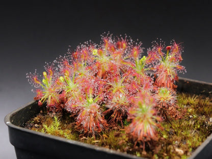 Drosera stelliflora