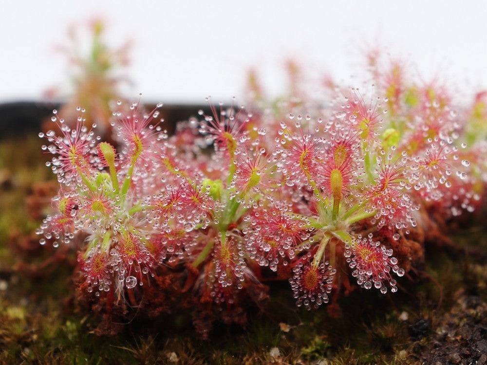 Drosera stelliflora