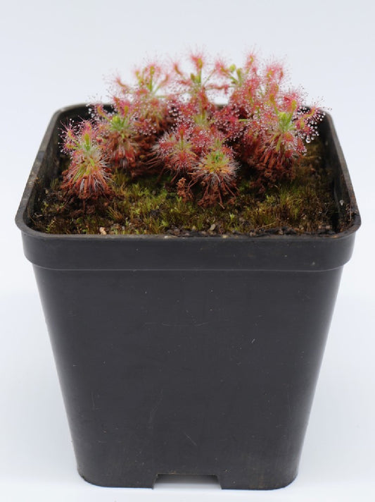 Drosera stelliflora