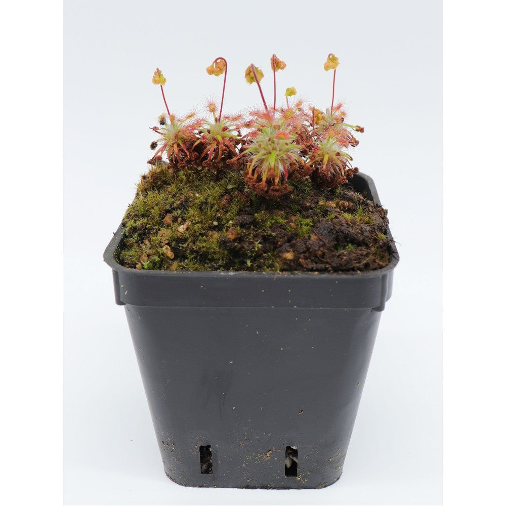 Drosera stelliflora