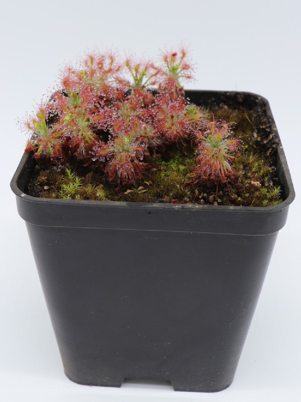 Drosera stelliflora