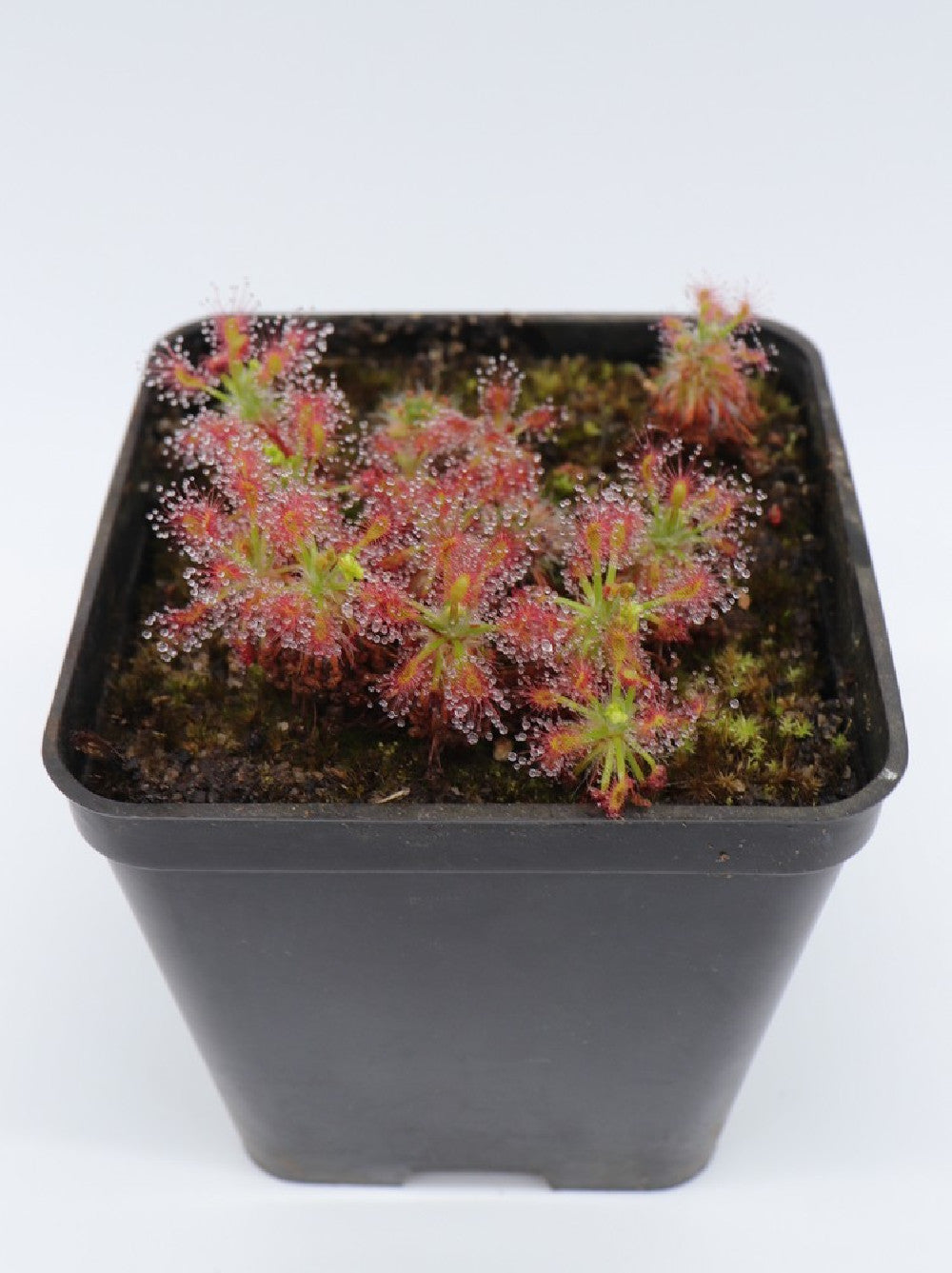 Drosera stelliflora
