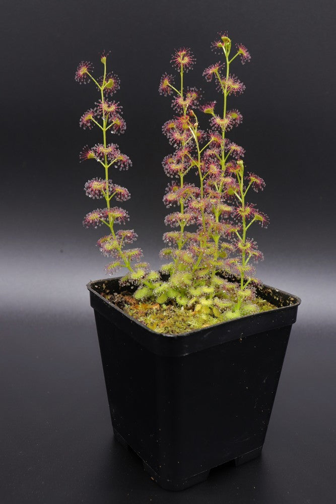 Drosera stolonifera