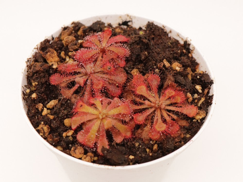 Drosera tokaiensis