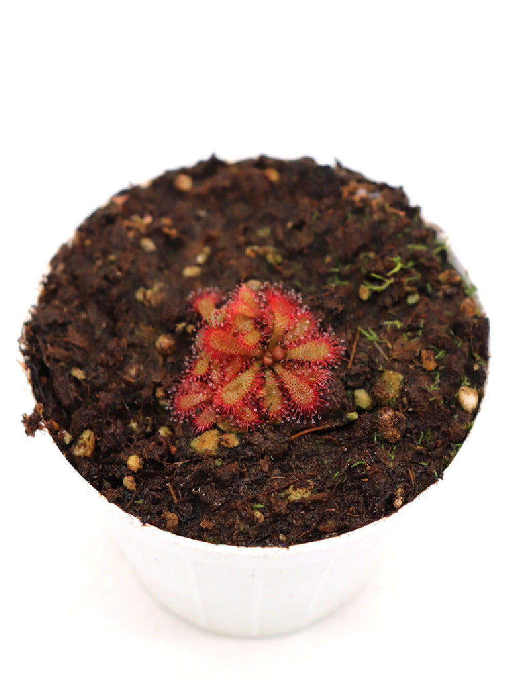 Drosera tomentosa  Morro do Jambeiro, Grao Mogol, Brazil