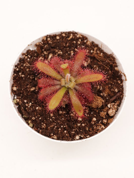 Drosera tomentosa var. glabrata