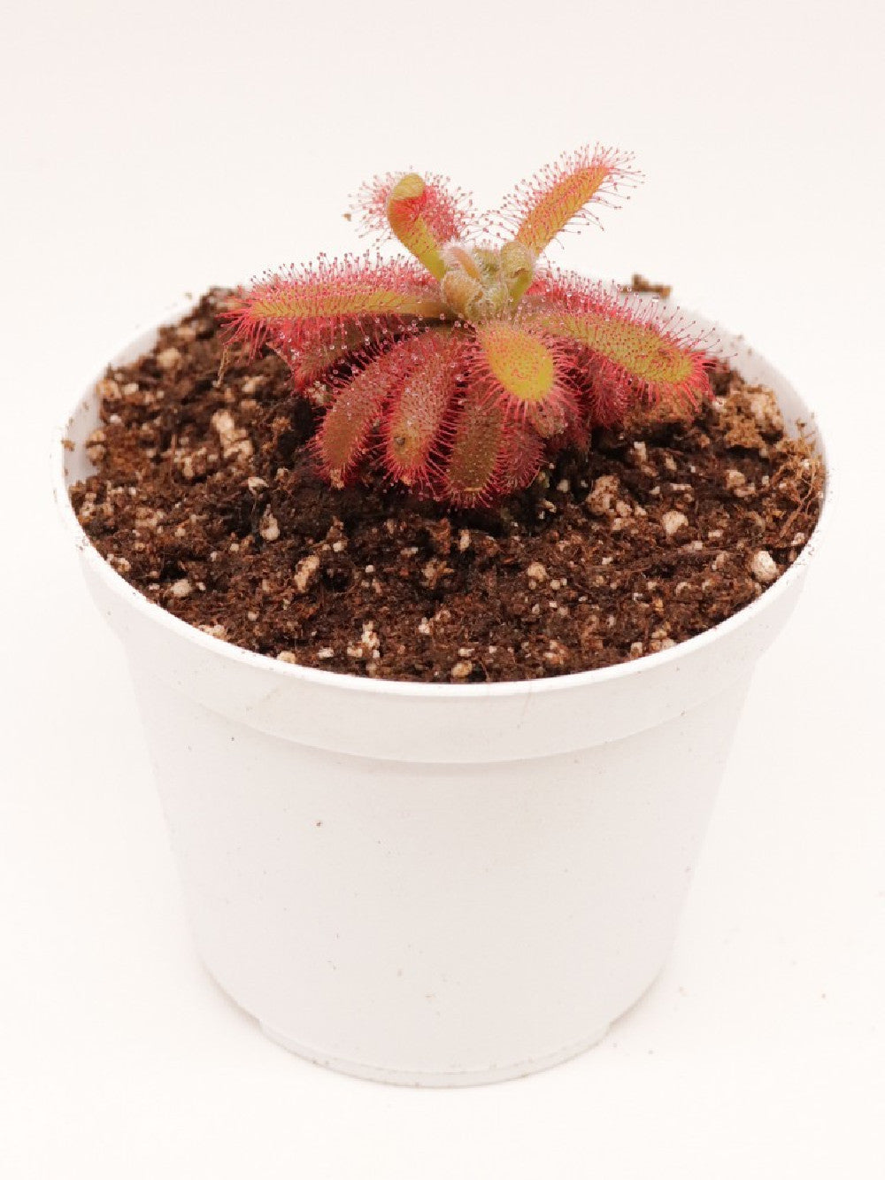 Drosera tomentosa var. glabrata