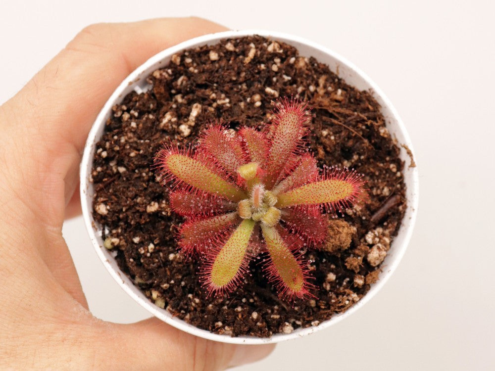 Drosera tomentosa var. glabrata