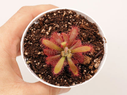 Drosera tomentosa var. glabrata