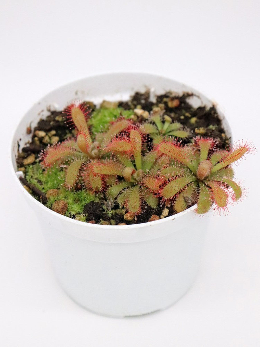Drosera tomentosa var. tomentosa