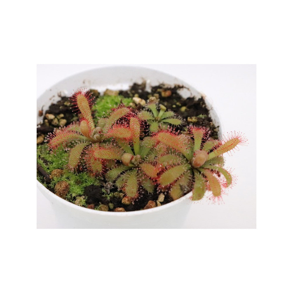Drosera tomentosa var. tomentosa