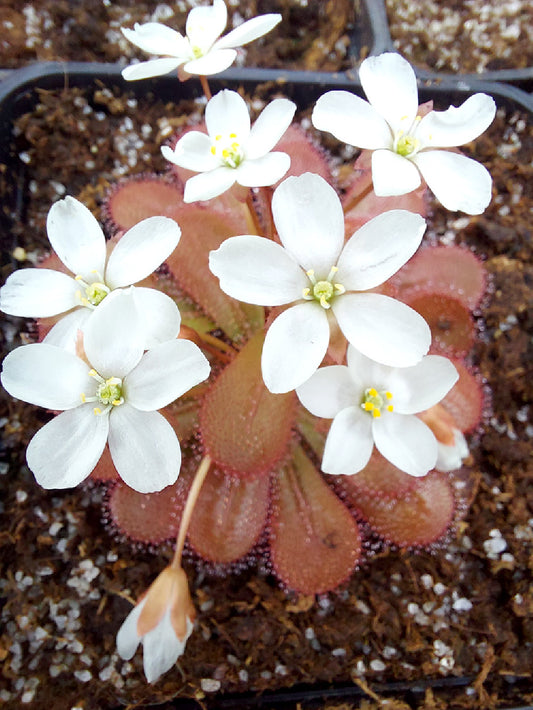 Drosera tubaestylis , Brookton form