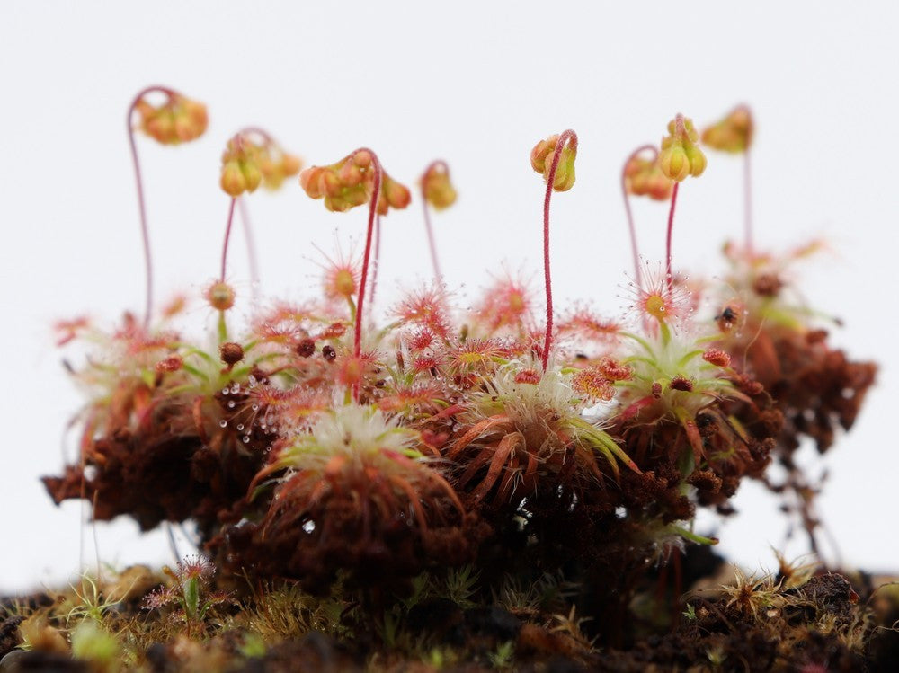 Drosera verrucata (Gemme in vaso)