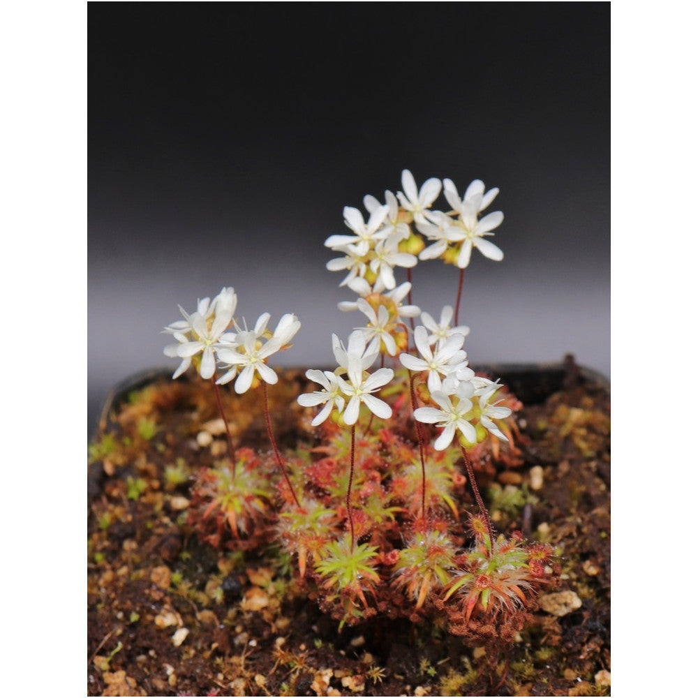 Drosera verrucata (Gemme in vaso)