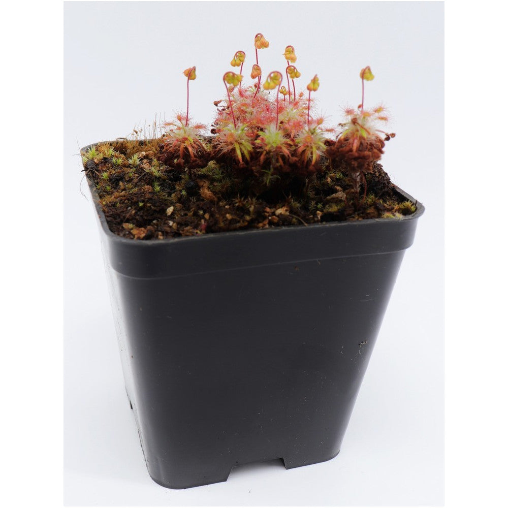 Drosera verrucata (Gemme in vaso)