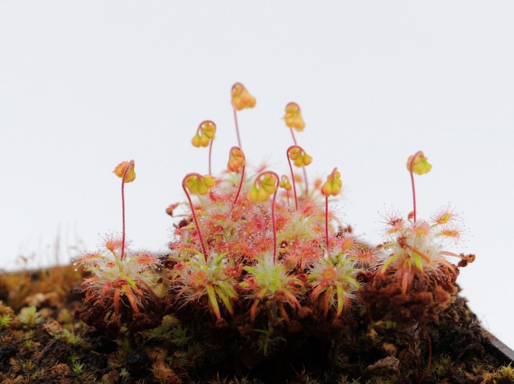 Drosera verrucata (Gemme in vaso)