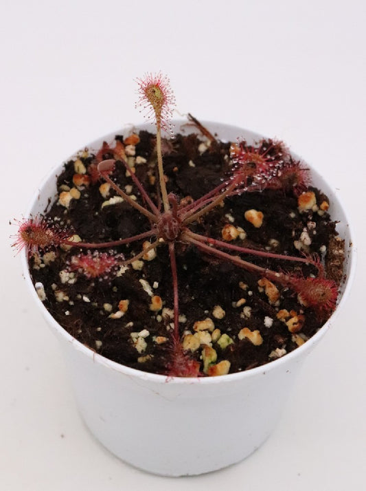 Drosera x "Beleziana giant"