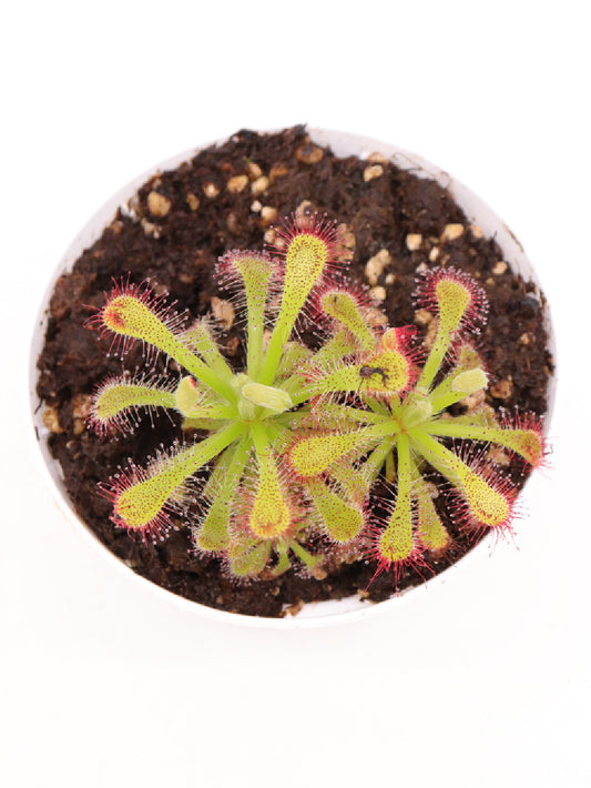 Drosera x Corinthiaca