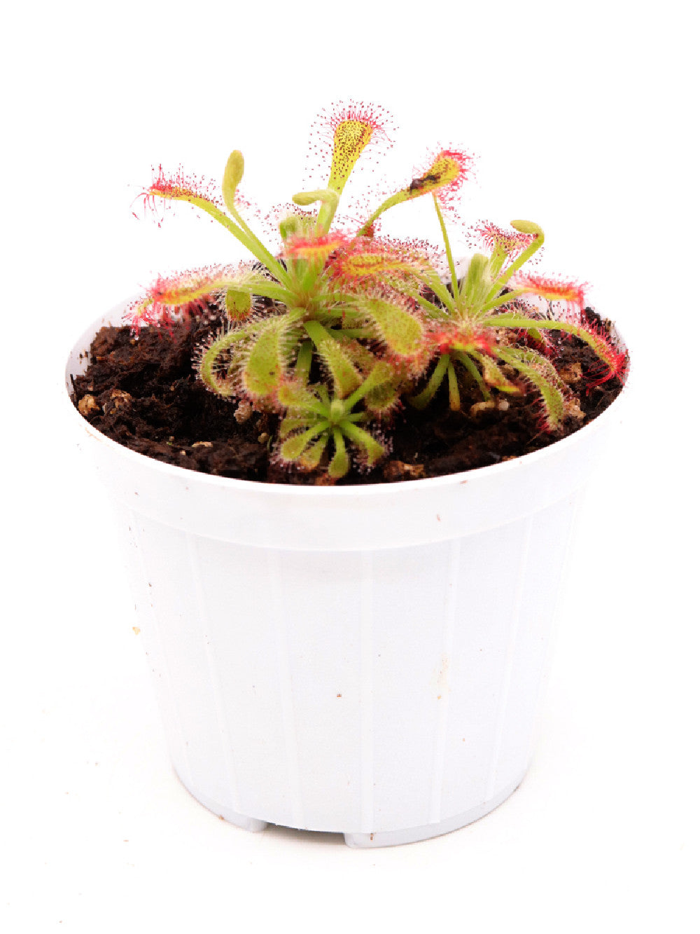 Drosera x Corinthiaca