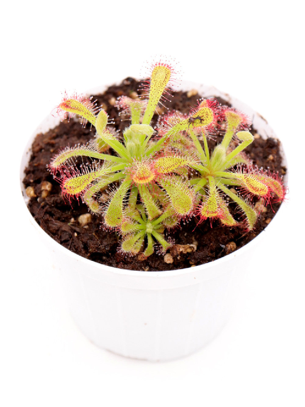 Drosera x Corinthiaca