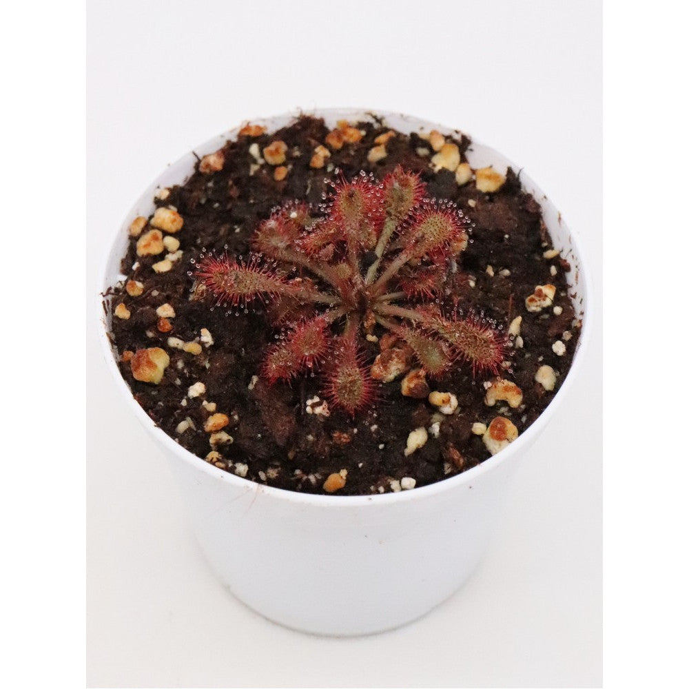 Drosera x "Nagamotoi"