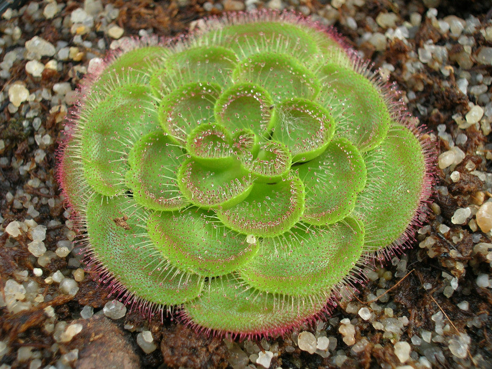 Drosera zonaria  "Large form"