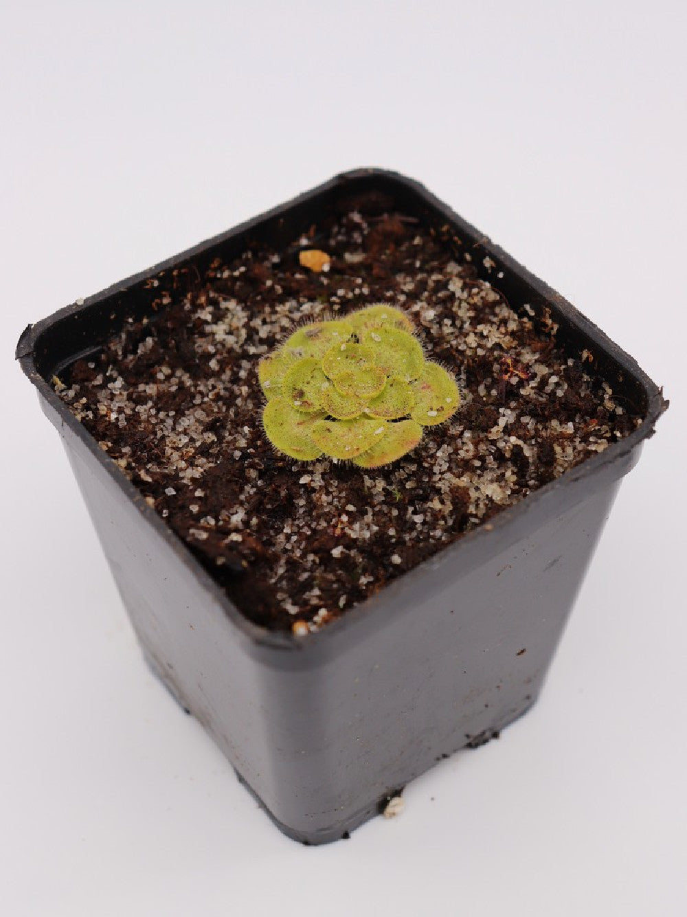 Drosera zonaria  "Large form"
