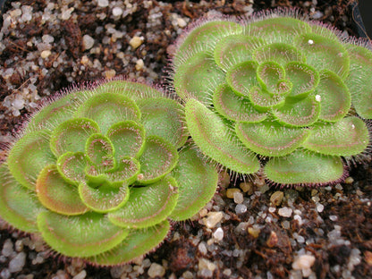 Drosera zonaria  "Large form"