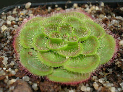 Drosera zonaria  "Large form"
