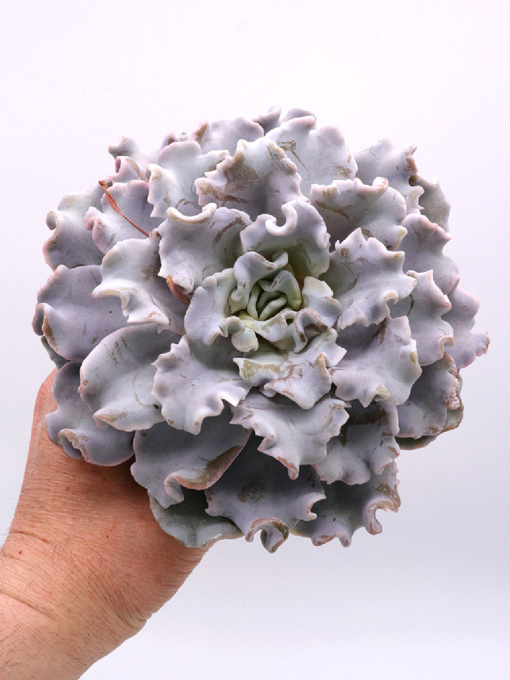 Echeveria "Crispy beauty"