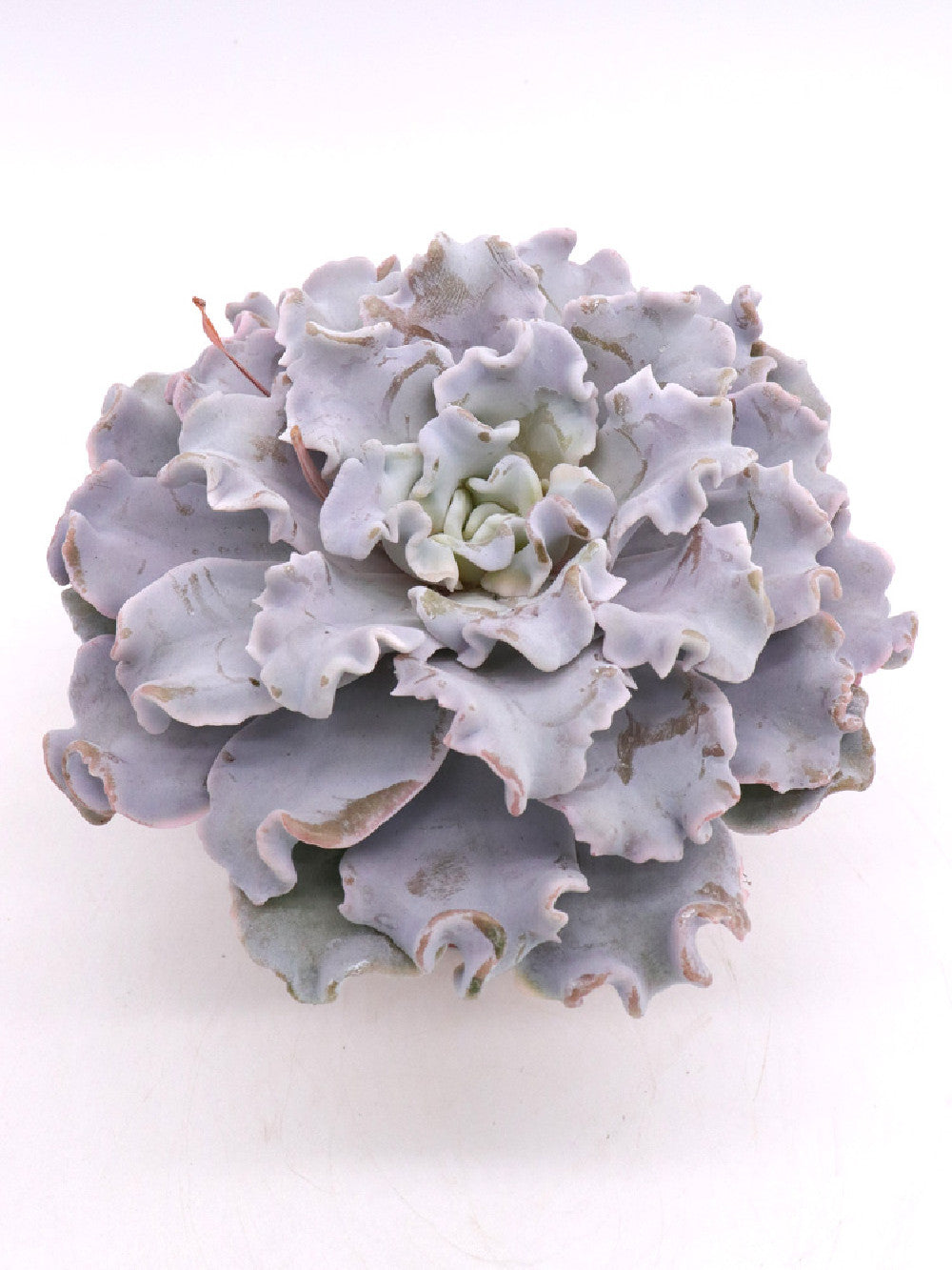 Echeveria "Crispy beauty"