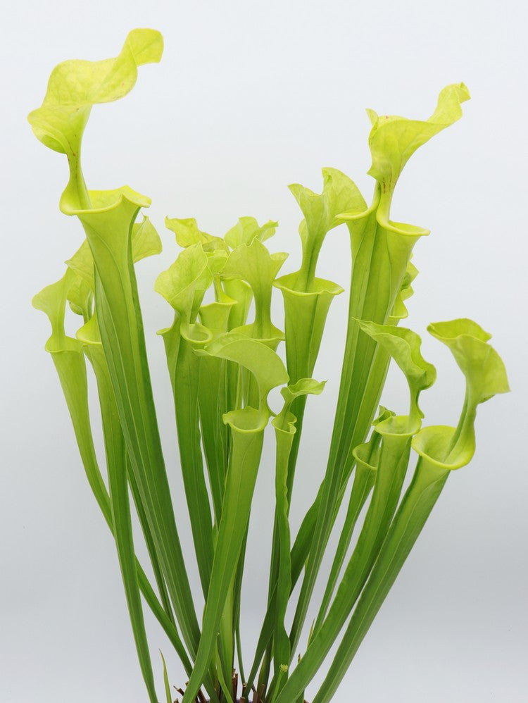 F3 GC  Sarracenia flava var. flava "Twister"