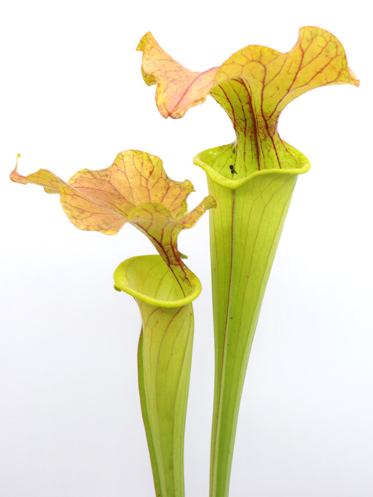 F6 GC  Sarracenia flava var. cuprea "Bronze blush"