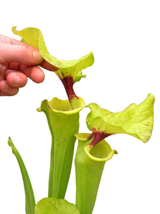 F7 GC  Sarracenia flava var. rugelii "Giant form"