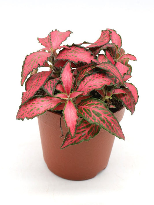 Fittonia "purple" mini form