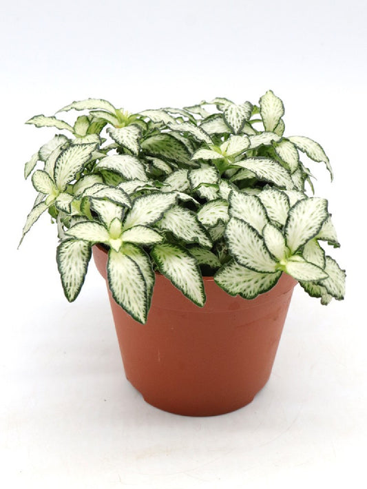 Fittonia "white" mini form
