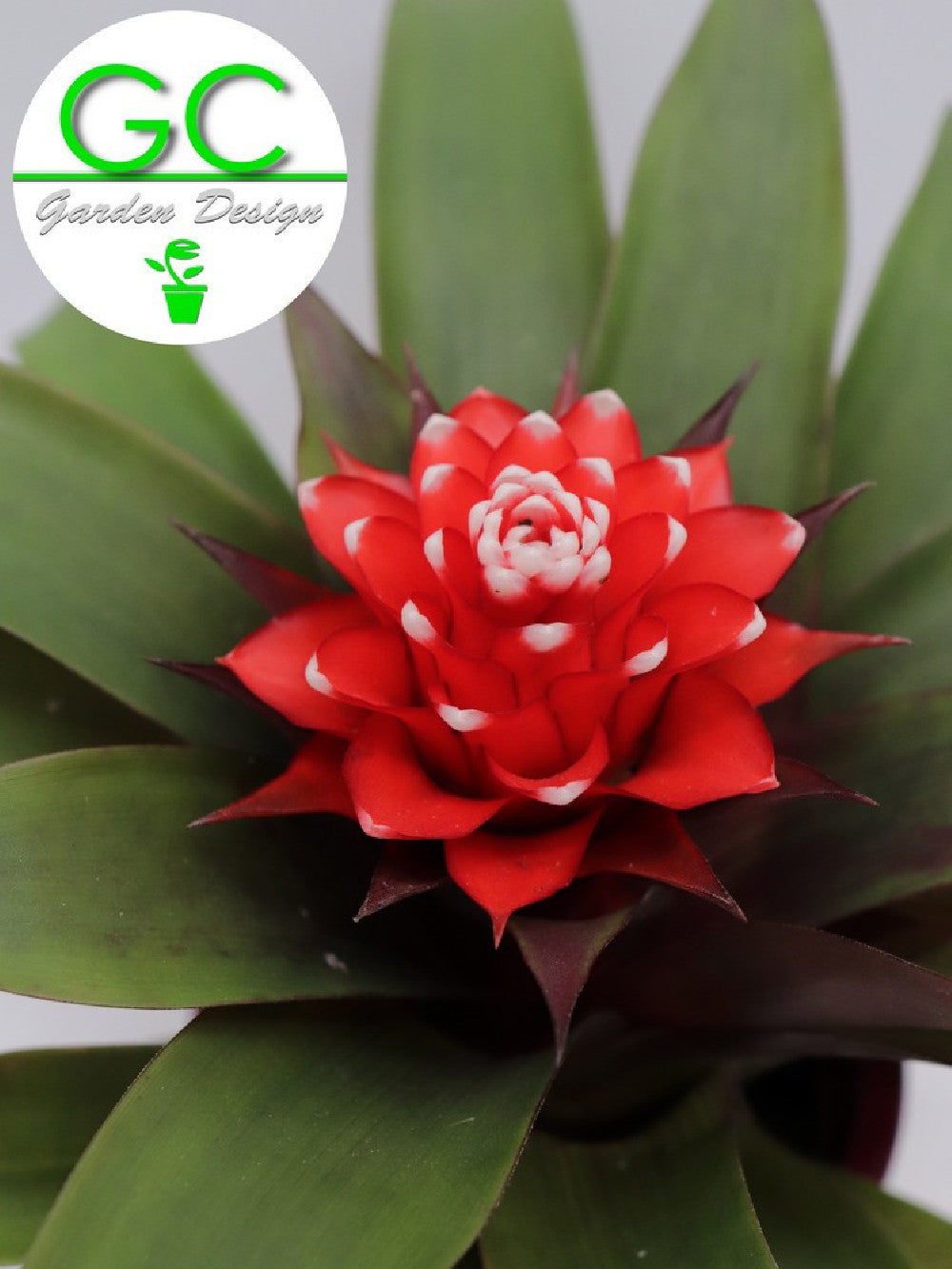 Guzmania priscilla