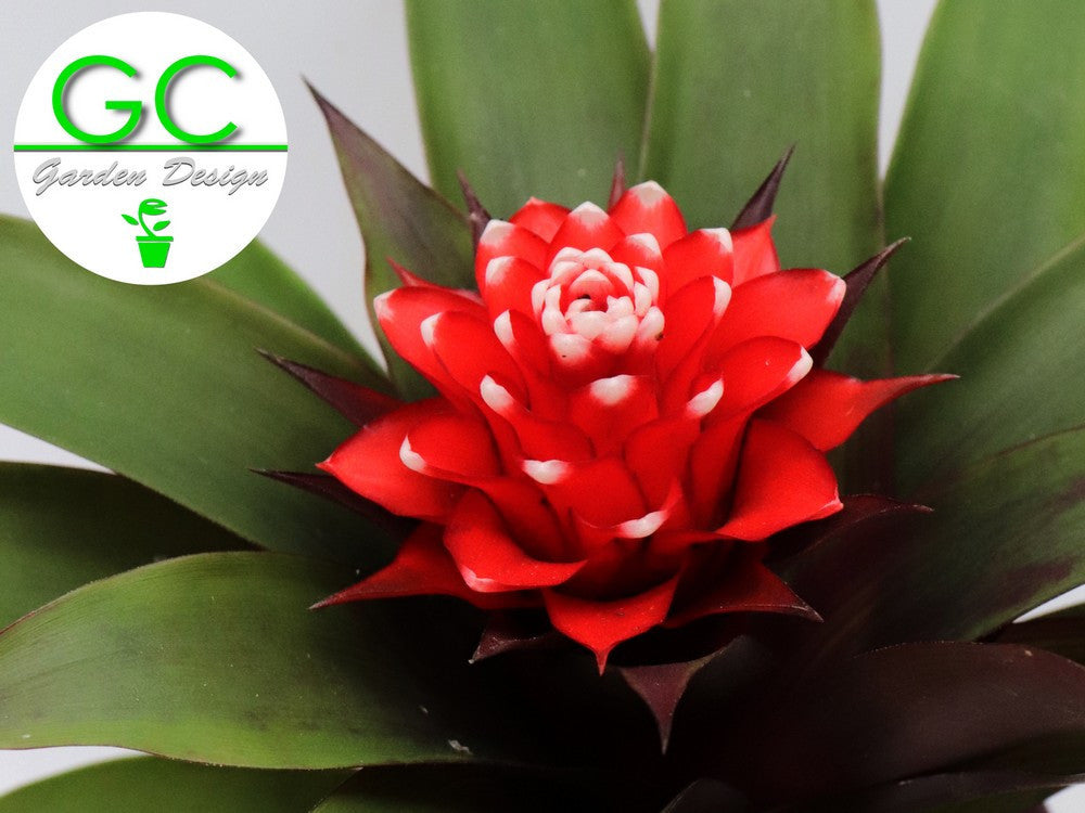 Guzmania priscilla