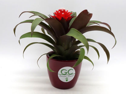 Guzmania priscilla