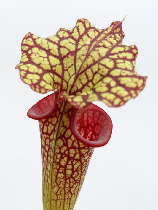 H107 GC S.x "Tiger blood"