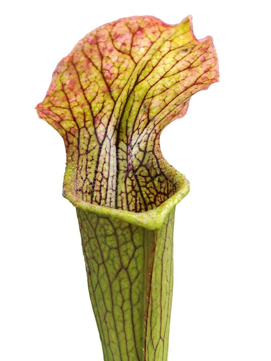 H114 mk S.x "Pretty & Pink"