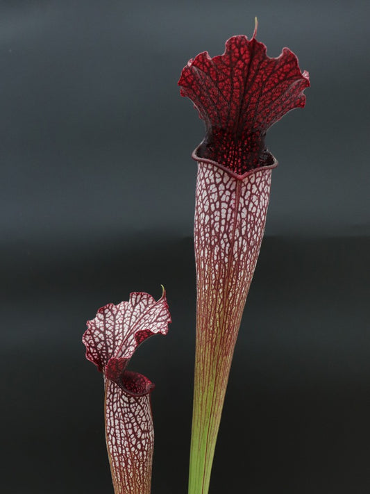 H12 GC  S.x " Areolata "