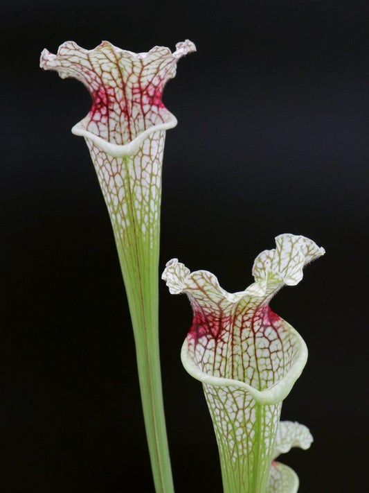 H17 GC  S.x " Venice "