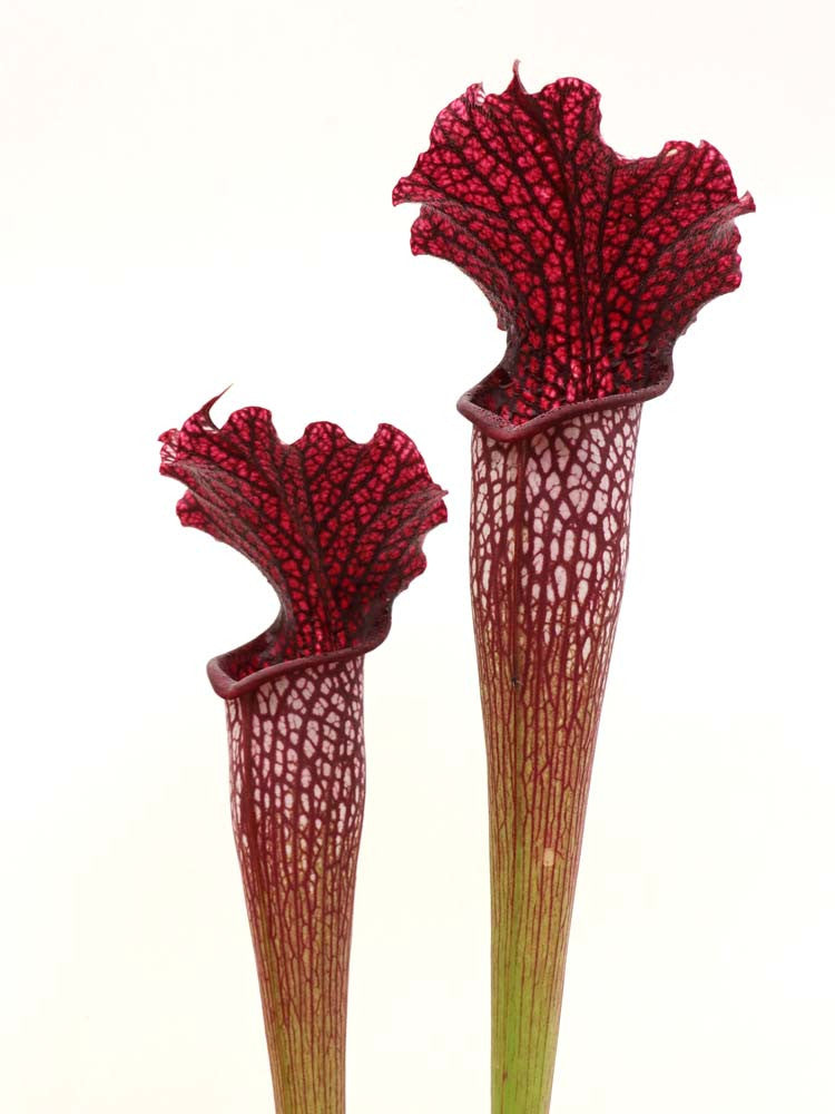 H19 GC  S.x " areolata "  GC Selection