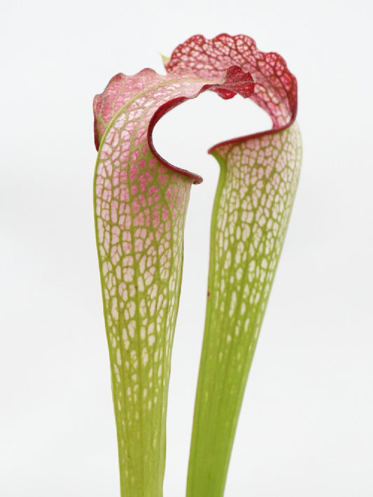 H30 GC  S.x " excellens "  Red & White