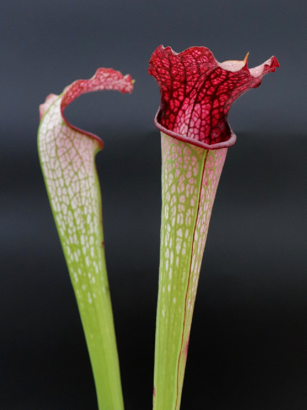 H30 GC  S.x " excellens "  Red & White