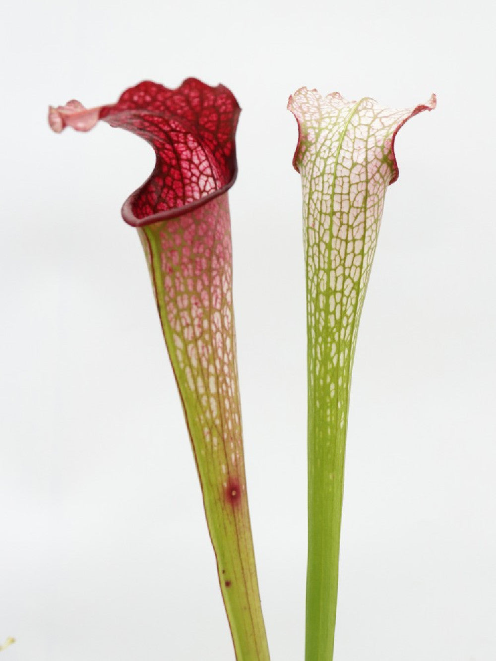 H30 GC  S.x " excellens "  Red & White