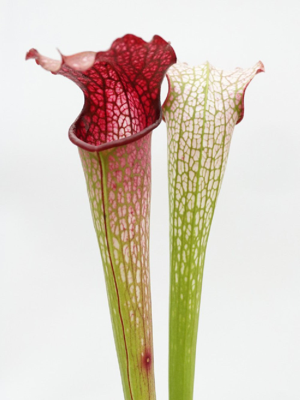 H30 GC  S.x " excellens "  Red & White