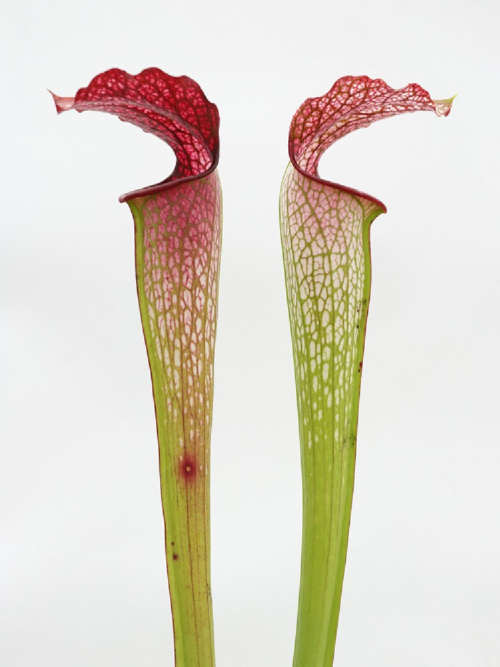 H30 GC  S.x " excellens "  Red & White