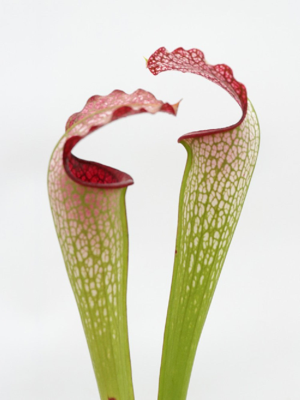 H30 GC  S.x " excellens "  Red & White